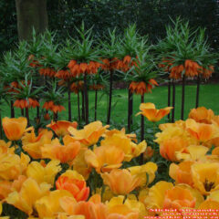 tulipany (75)